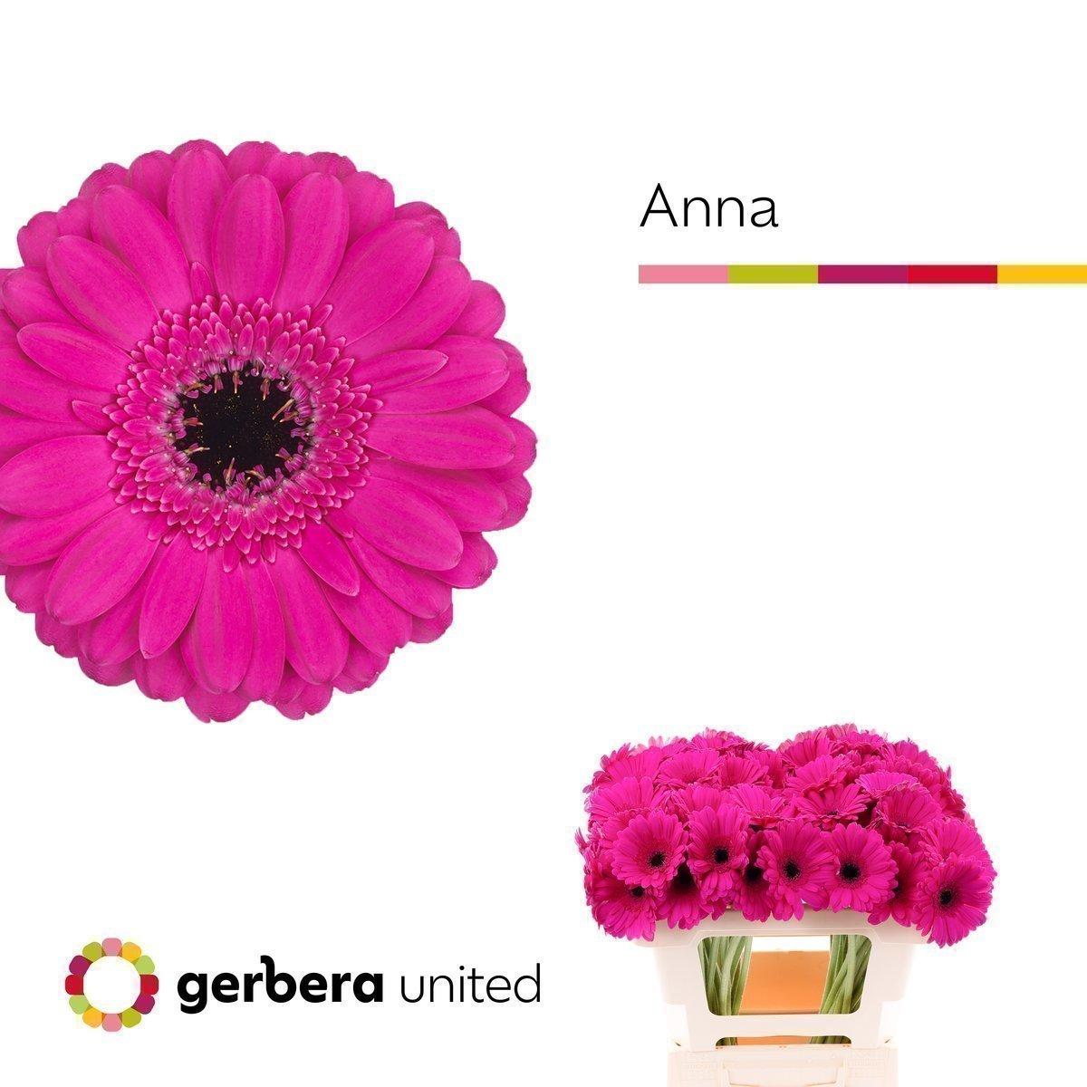 Срезанные цветы оптом Germini anna от 80шт из Голландии с доставкой по России