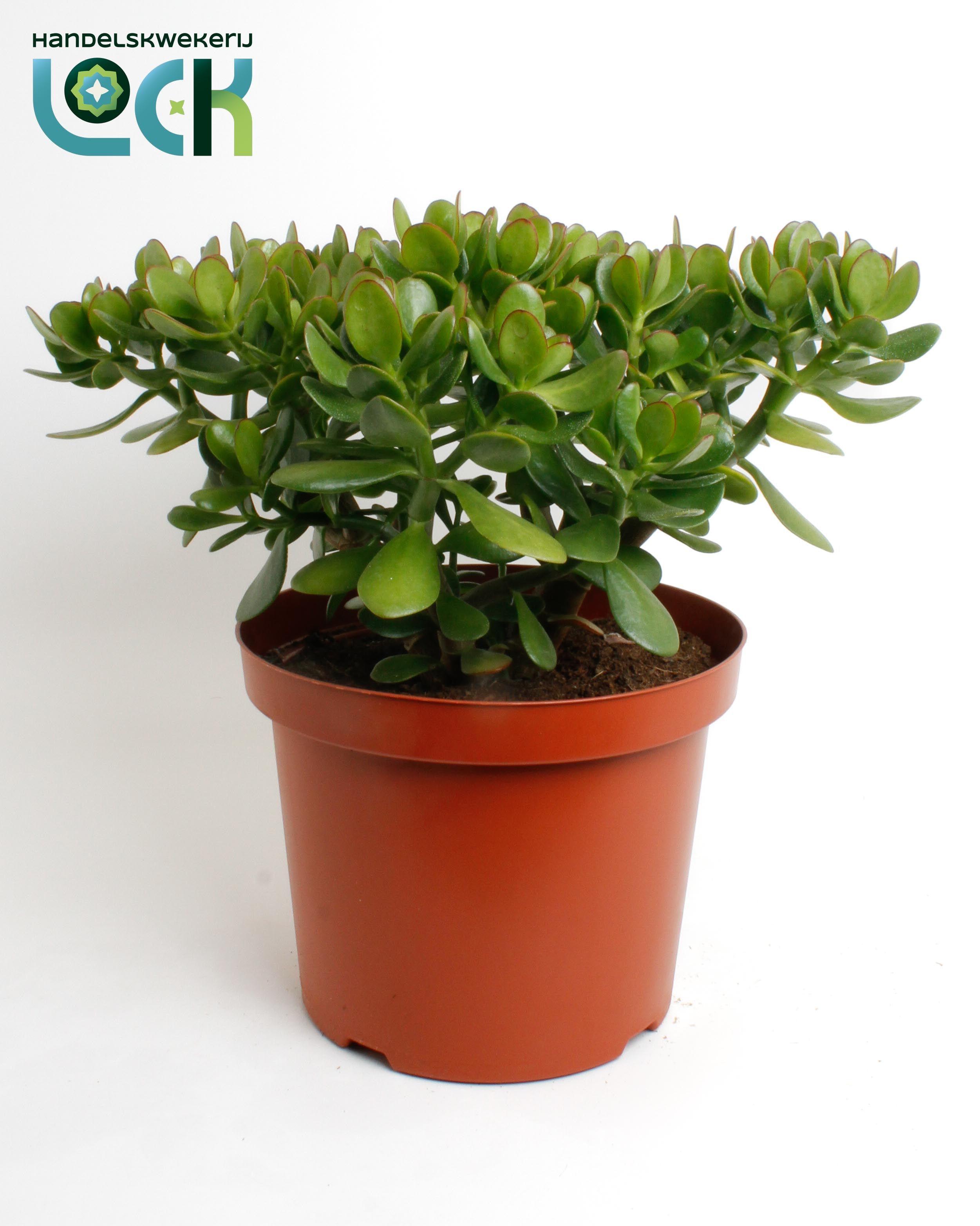Горшечные цветы и растения оптом Crassula Ovata от 2шт из Голландии с доставкой по России