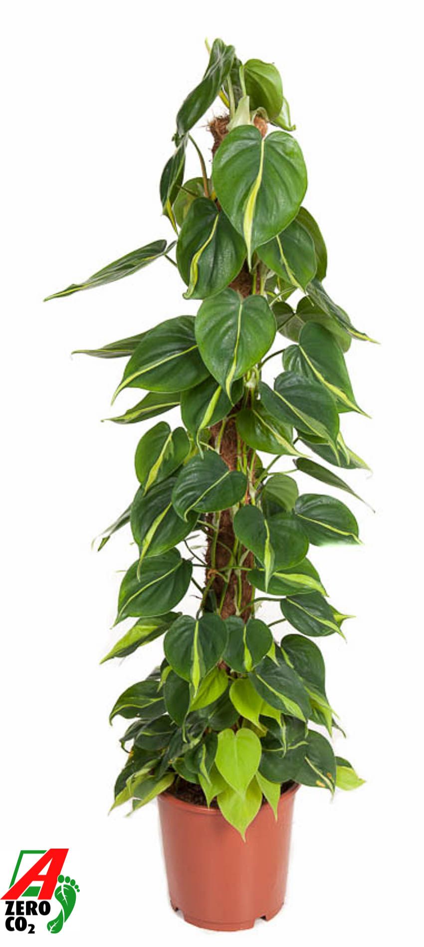 Горшечные цветы и растения оптом Philodendron Brasil Mosspole от 1шт из Голландии с доставкой по России