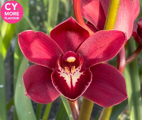 Срезанные цветы оптом Minicymbidium barinho от 6шт.. из Голландии с доставкой по России