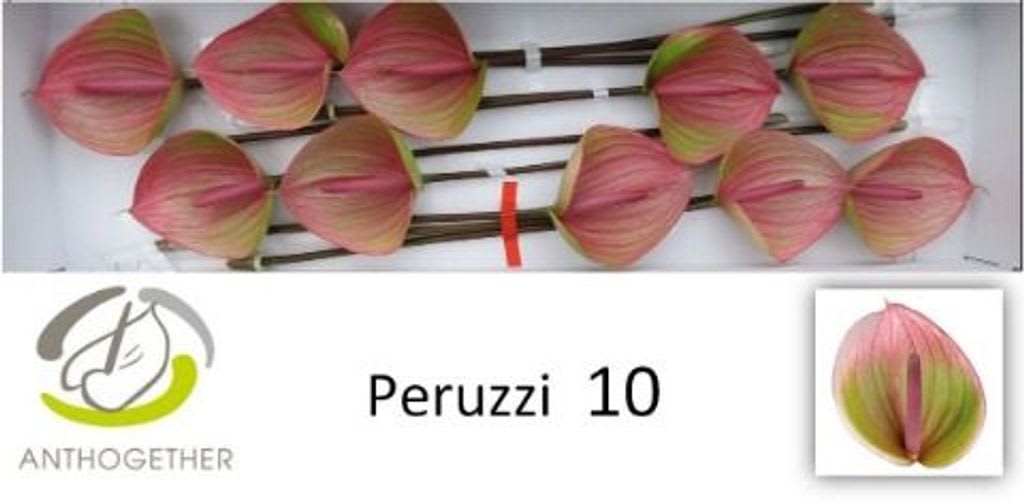 Срезанные цветы оптом Anthurium peruzzi от 10шт из Голландии с доставкой по России