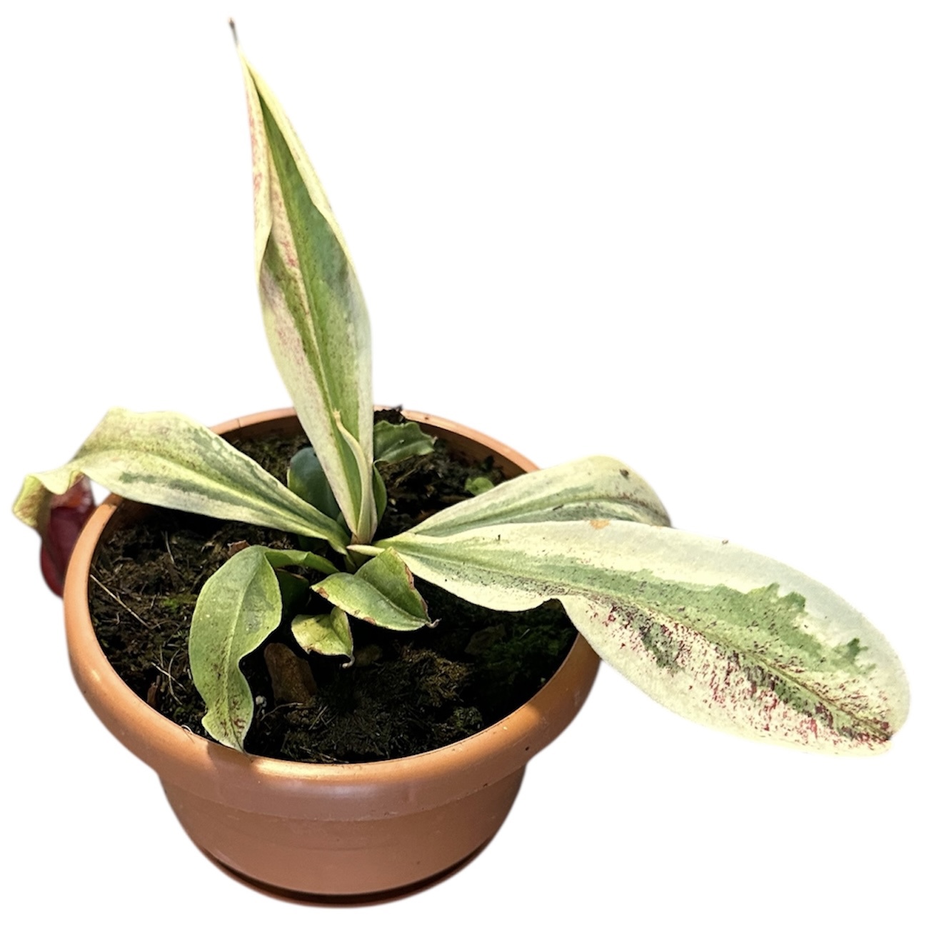 Горшечные цветы и растения оптом Nepenthes Viking X Ampullaria Variegata от 1шт из Голландии с доставкой по России