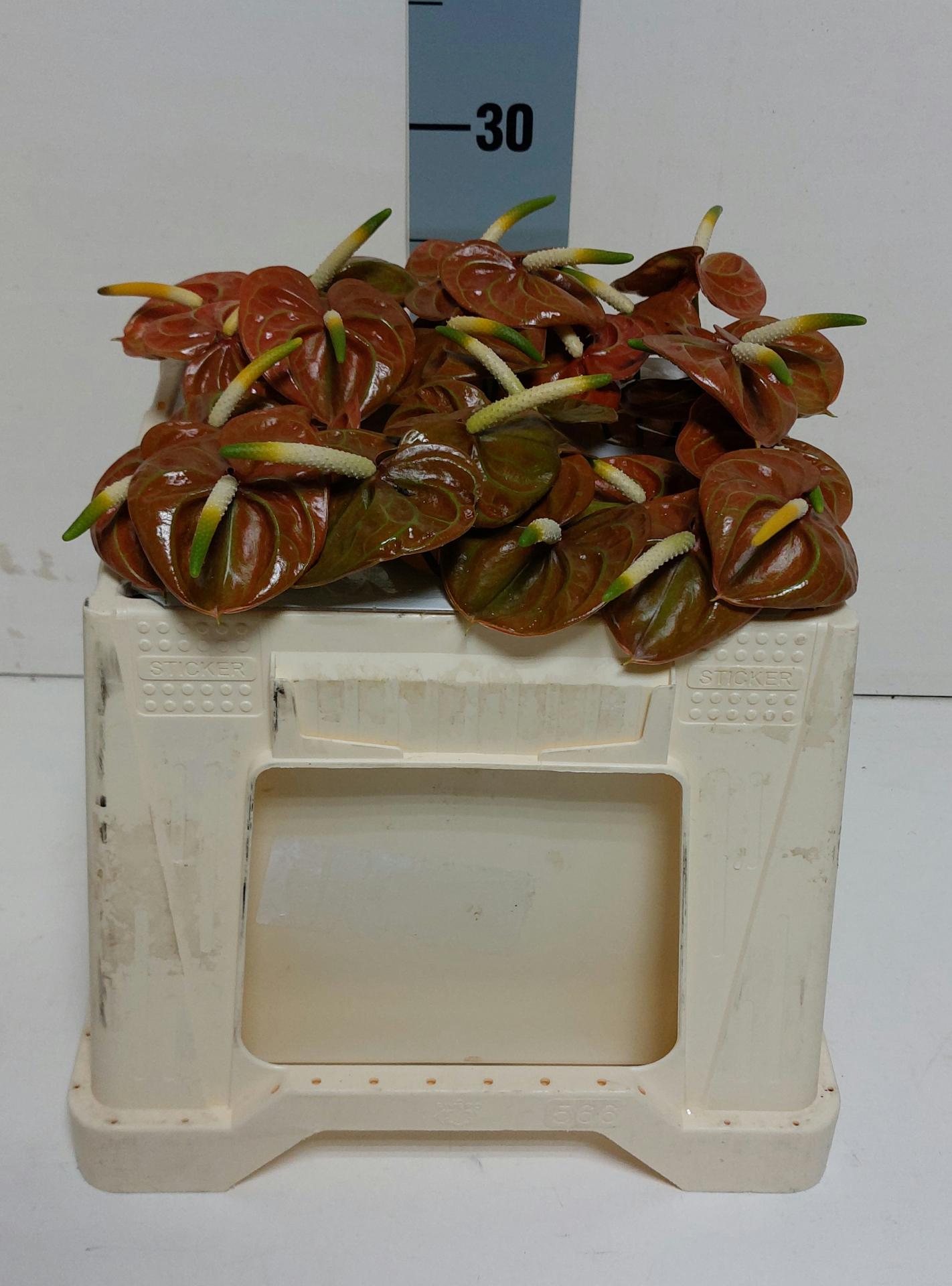 Срезанные цветы оптом Anthurium corniche от 30шт из Голландии с доставкой по России