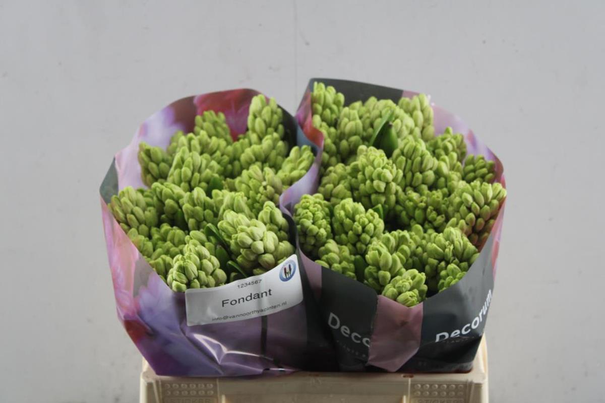 Срезанные цветы оптом Hyacinthus fondant от 50шт. из Голландии с доставкой по России