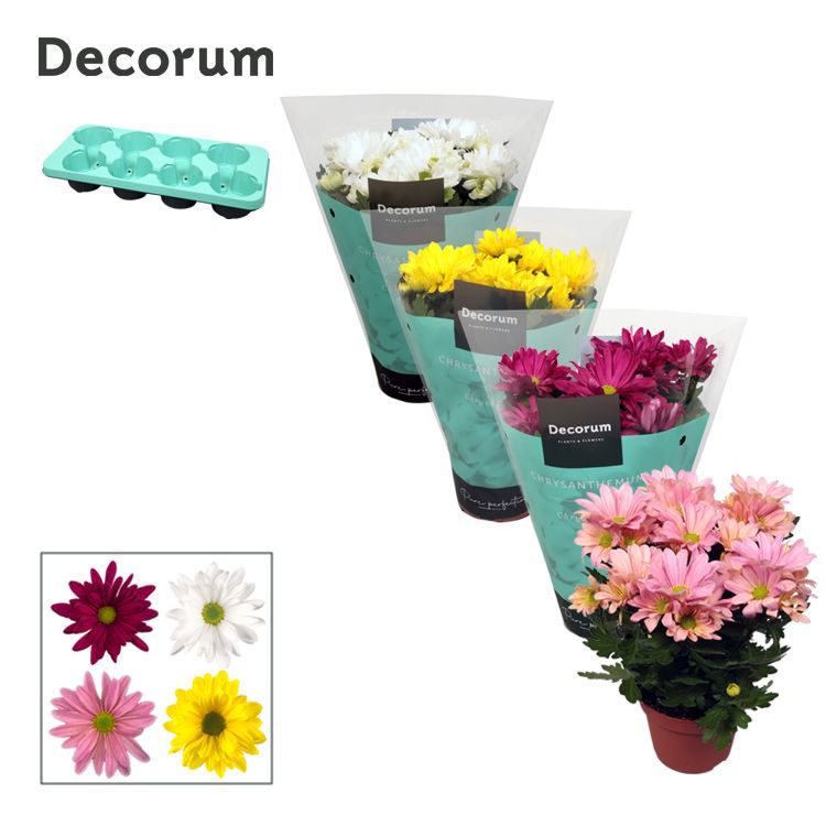 Горшечные цветы и растения оптом Chrys Margarita Mix (decorum) от 8шт из Голландии с доставкой по России