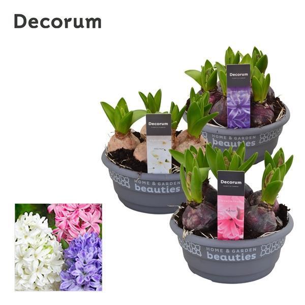 Горшечные цветы и растения оптом Hyacinthus Mix Bowl (decorum) от 7шт из Голландии с доставкой по России