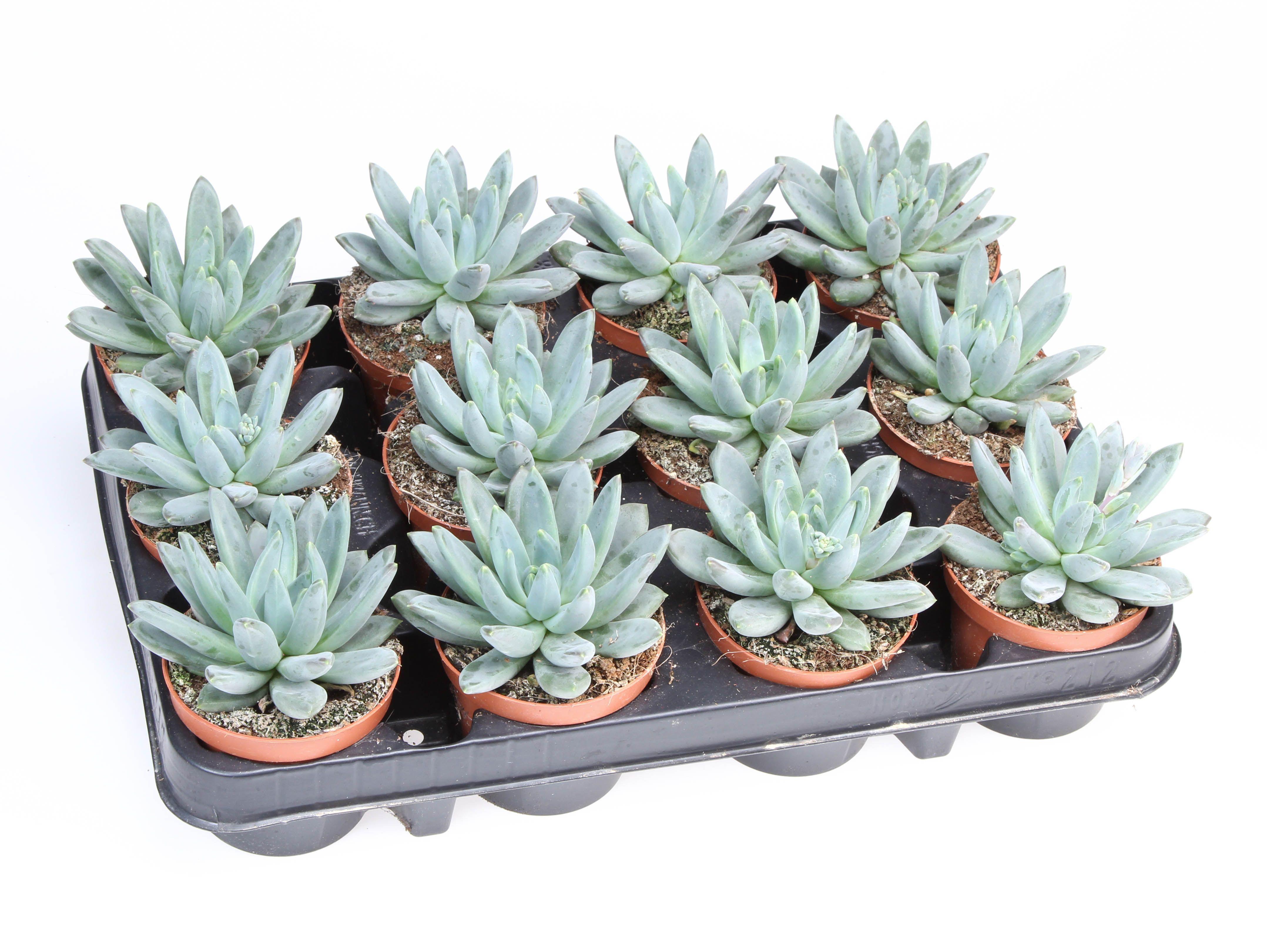 Горшечные цветы и растения оптом Echeveria Hookerii от 12шт (для телеги) из Голландии с доставкой по России