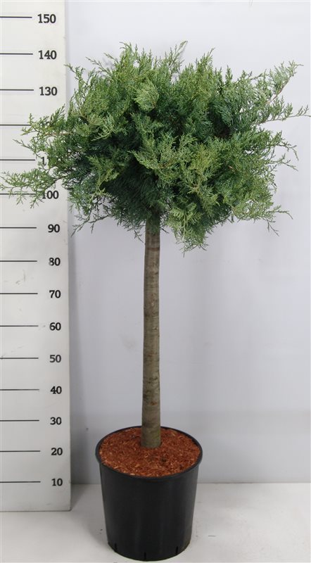 Горшечные цветы и растения оптом Juniperus Virg Grey Owl On Stem от 1шт из Голландии с доставкой по России