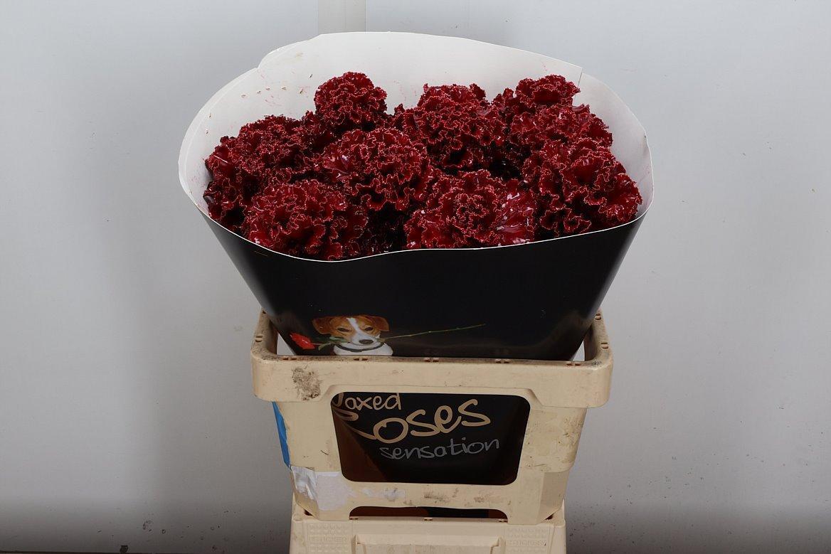 Срезанные цветы оптом Brassica wax fringed bordeaux от 10шт из Голландии с доставкой по России