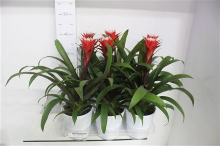 Горшечные цветы и растения оптом Guzm Hope In Keramiek от 6шт из Голландии с доставкой по России