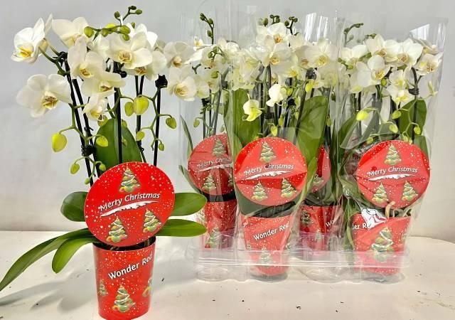 Горшечные цветы и растения оптом Phal Ov Wit от 6шт (для телеги) из Голландии с доставкой по России