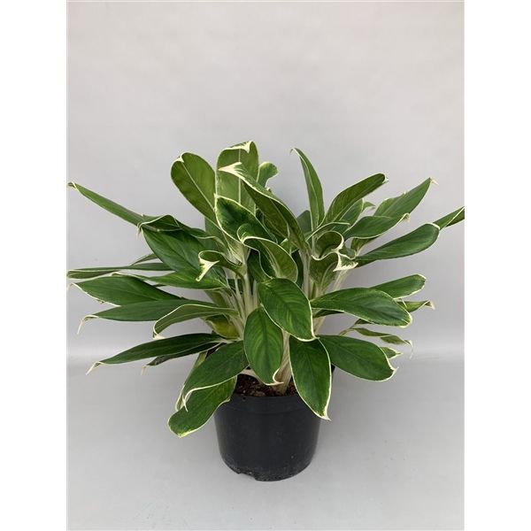 Горшечные цветы и растения оптом Aglaonema White Lime от 1шт из Голландии с доставкой по России