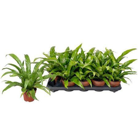 Горшечные цветы и растения оптом Asplenium Antiquum от 10шт из Голландии с доставкой по России