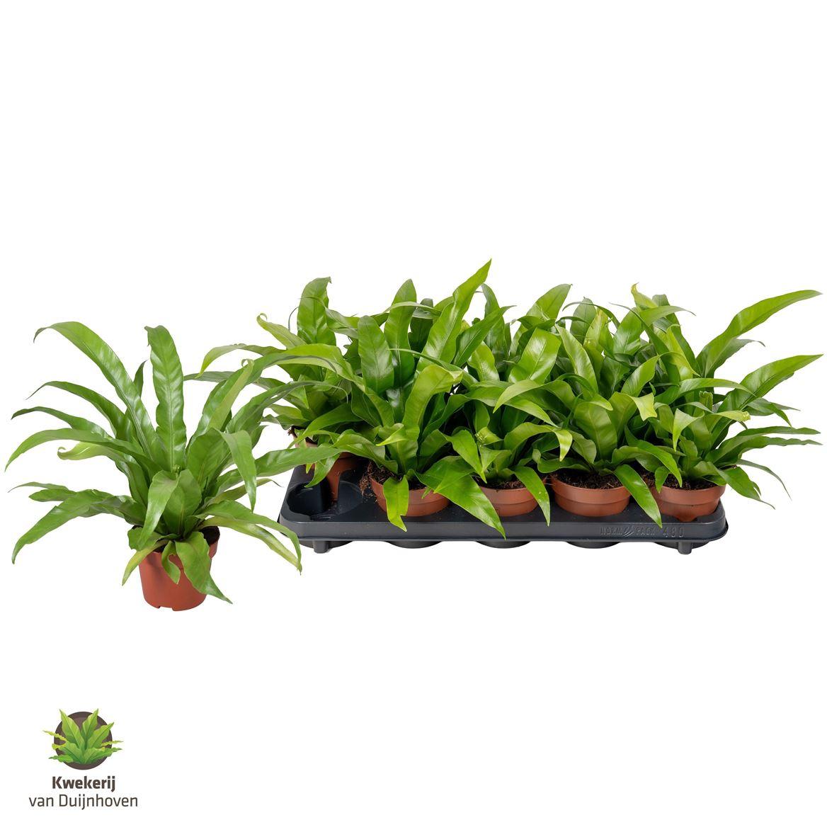Горшечные цветы и растения оптом Asplenium Antiquum от 10шт из Голландии с доставкой по России