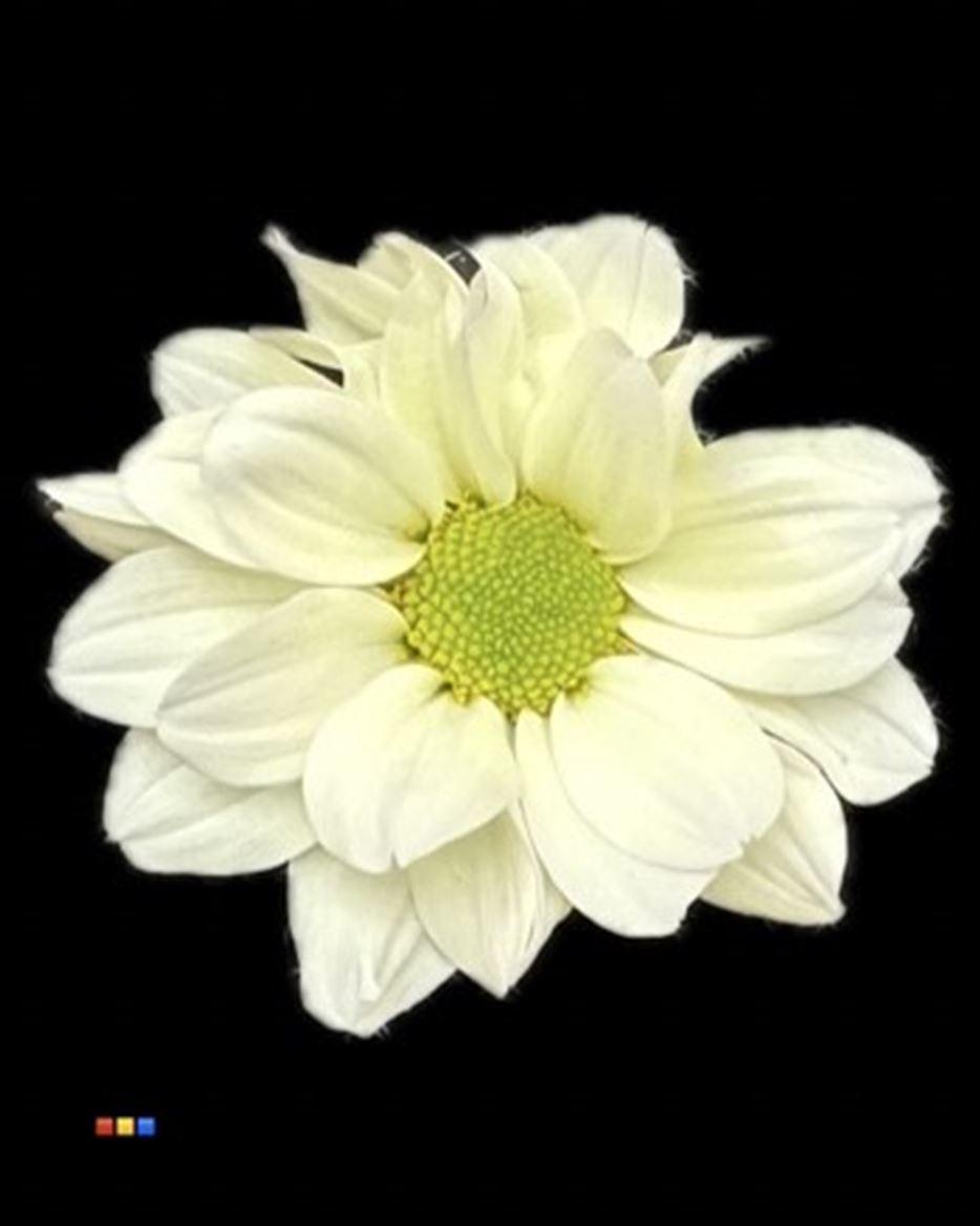 Срезанные цветы оптом Chrys sp paint kennedy pastel yellow от 40шт из Голландии с доставкой по России