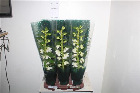 Горшечные цветы и растения оптом Dendr N Sc Apollon 1 Branche In Luxe Hose от 6шт из Голландии с доставкой по России