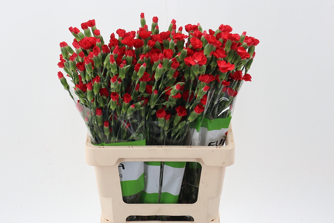 Срезанные цветы оптом Dianthus sp symply love от 100шт из Голландии с доставкой по России