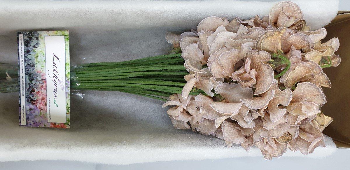 Срезанные цветы оптом Lathyrus paint bronze от 100шт. из Голландии с доставкой по России