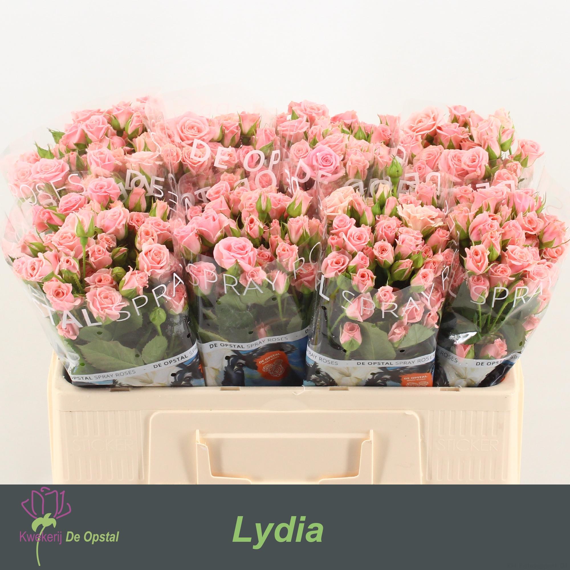 Срезанные цветы оптом Rosa spray lydia от 80шт из Голландии с доставкой по России