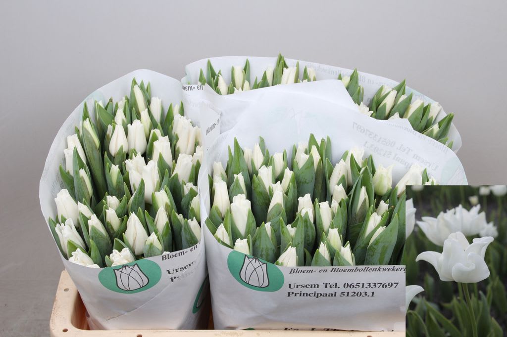 Срезанные цветы оптом Tulipa co white coronet от 150шт из Голландии с доставкой по России