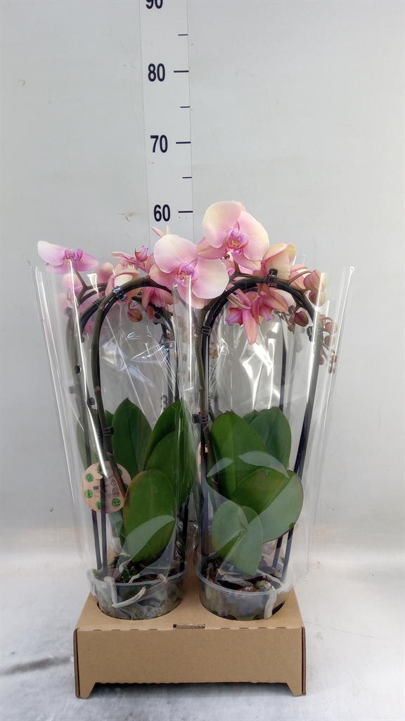 Горшечные цветы и растения оптом Phal Elegant Cascade от 4шт из Голландии с доставкой по России