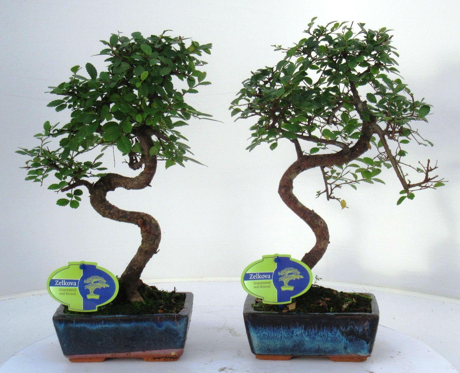 Горшечные цветы и растения оптом Zelkova Parvifolia, 15cm., Shape, Without Driptray от 10шт из Голландии с доставкой по России