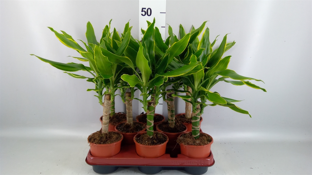 Горшечные цветы и растения оптом Dracaena Frag. golden Coast от 8шт из Голландии с доставкой по России