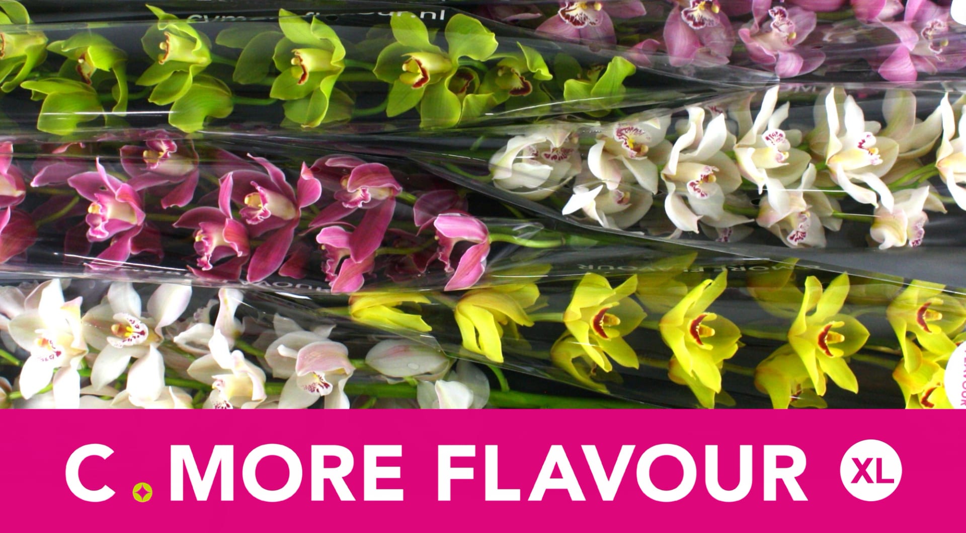 Срезанные цветы оптом Cymbidium mix от 6шт из Голландии с доставкой по России