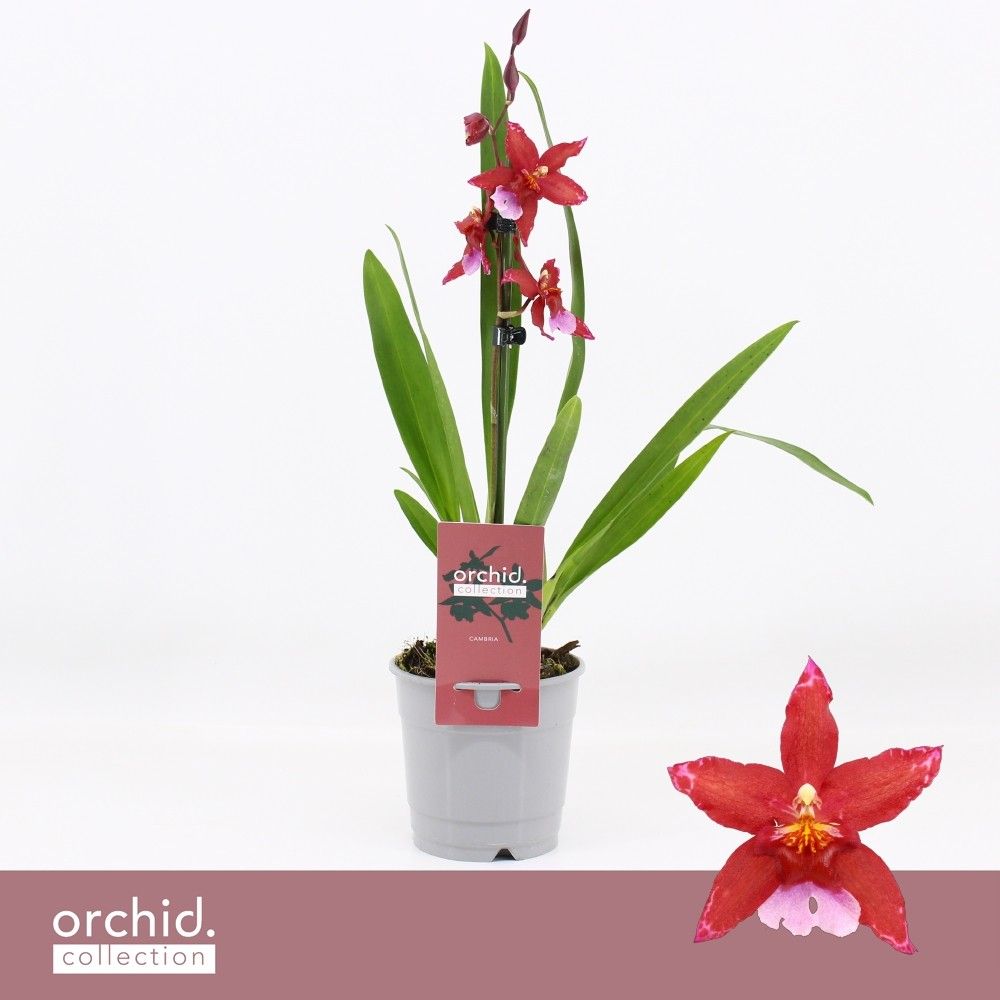 Горшечные цветы и растения оптом Cambria 1st Crimson Star Orchid Collection от 6шт из Голландии с доставкой по России