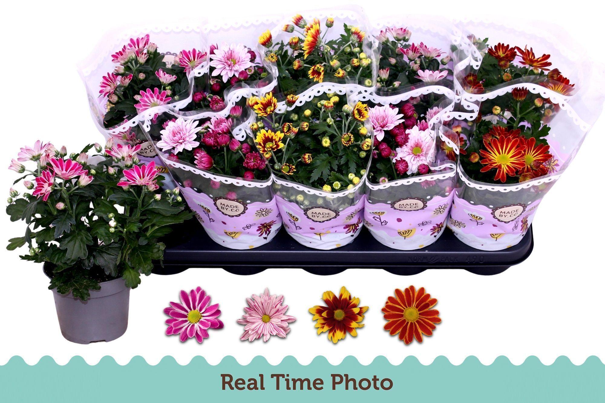 Горшечные цветы и растения оптом Chrys Gem 2 Kl Bloem от 10шт из Голландии с доставкой по России