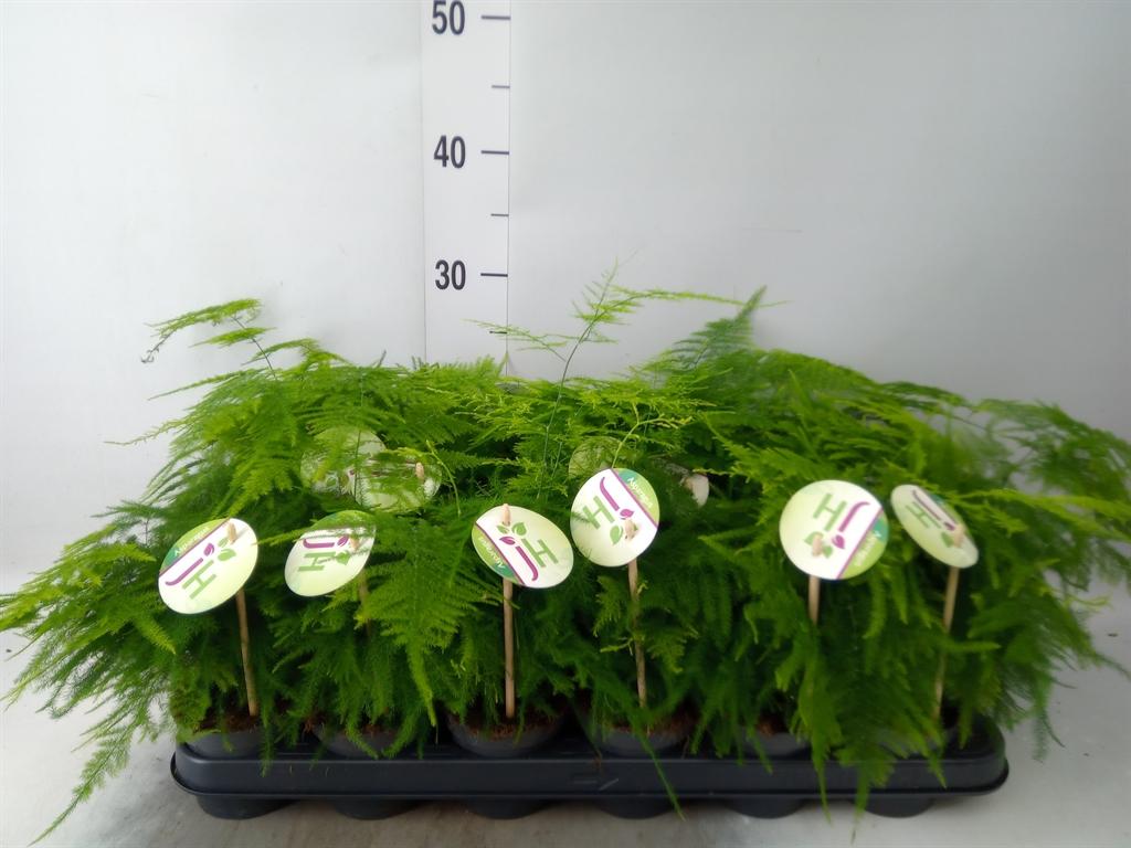 Горшечные цветы и растения оптом Asparagus Plumosus от 18шт (для телеги) из Голландии с доставкой по России
