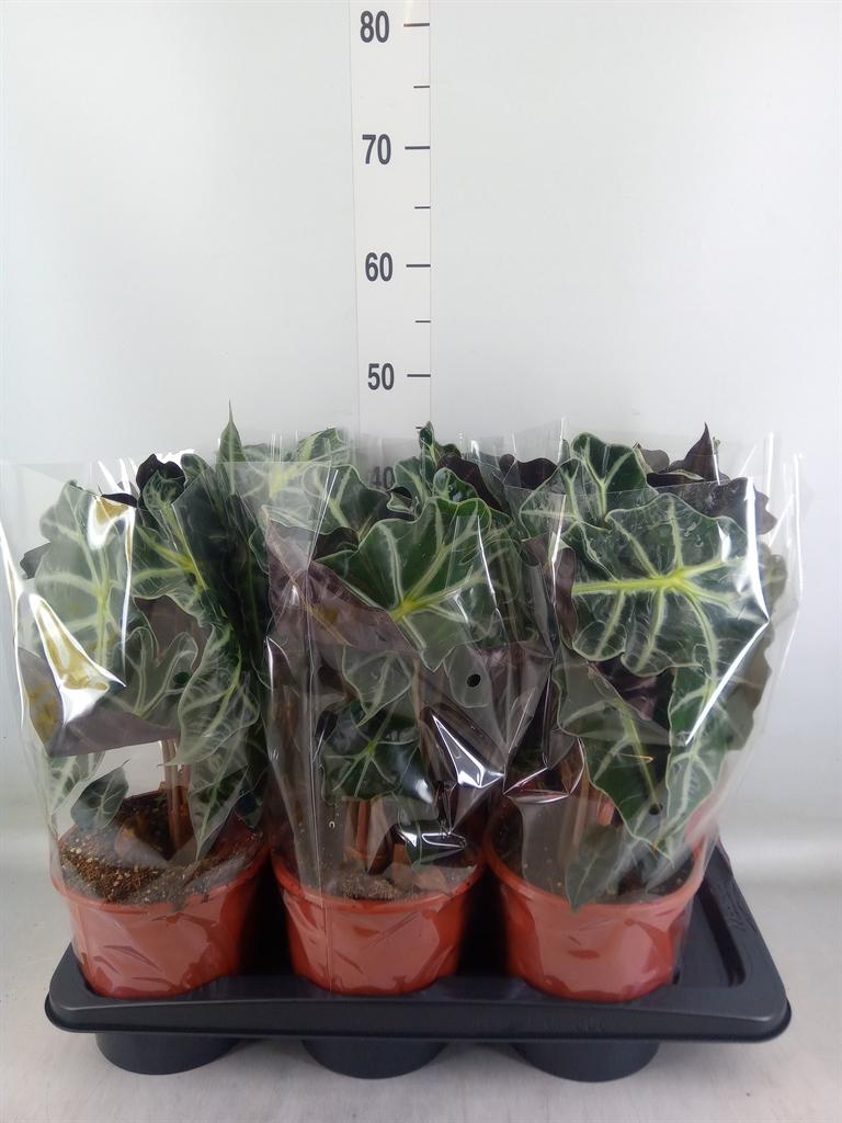 Горшечные цветы и растения оптом Alocasia Polly от 6шт (для телеги) из Голландии с доставкой по России