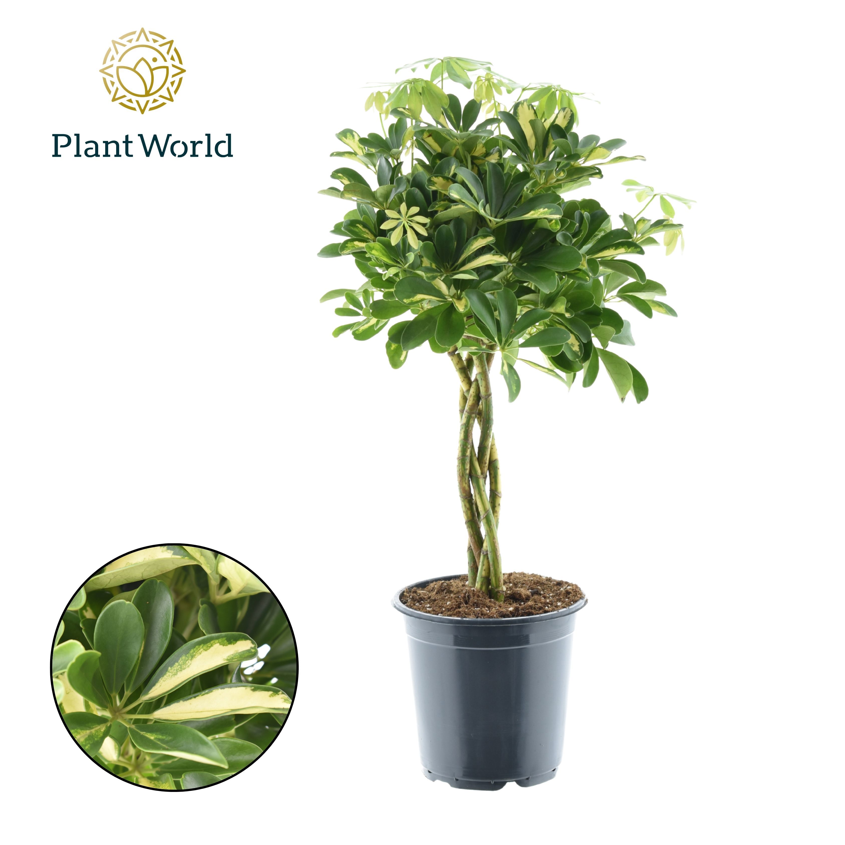 Горшечные цветы и растения оптом Schefflera Gold Capella Twisted от 3шт из Голландии с доставкой по России