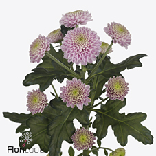 Срезанные цветы оптом Chrys sa ellison sweet от 75шт из Голландии с доставкой по России