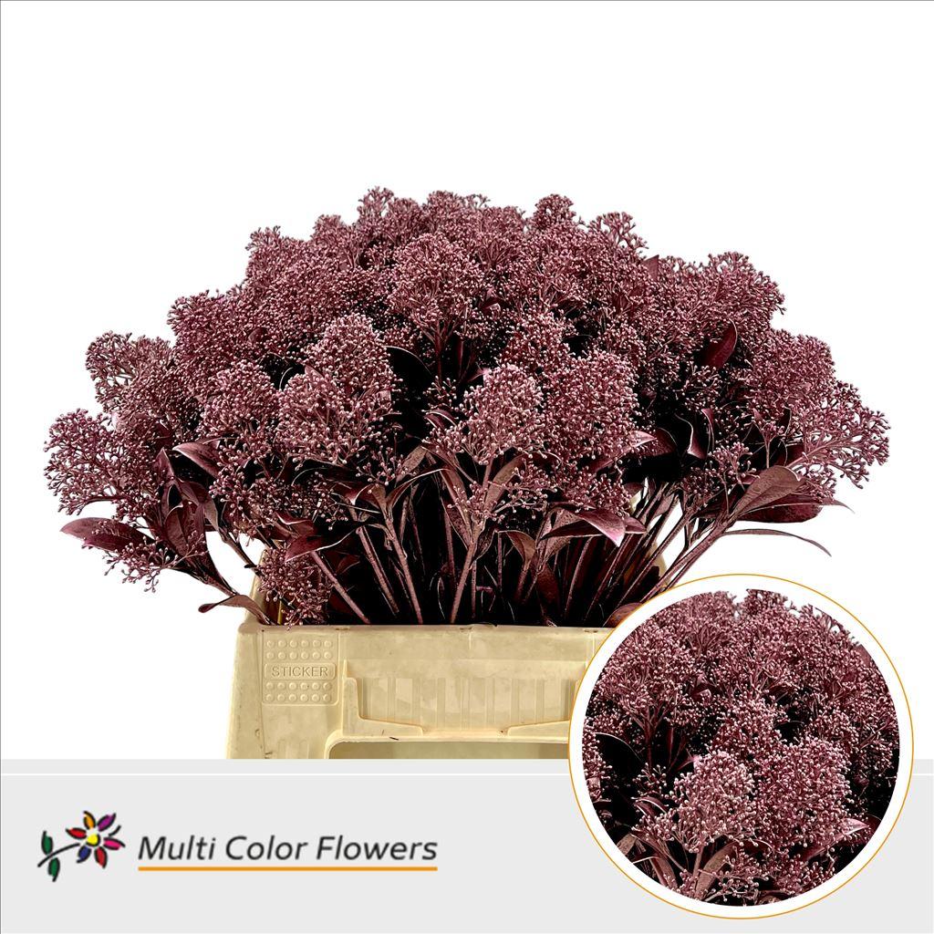 Срезанные цветы оптом Skimmia paint pink gold от 10шт из Голландии с доставкой по России