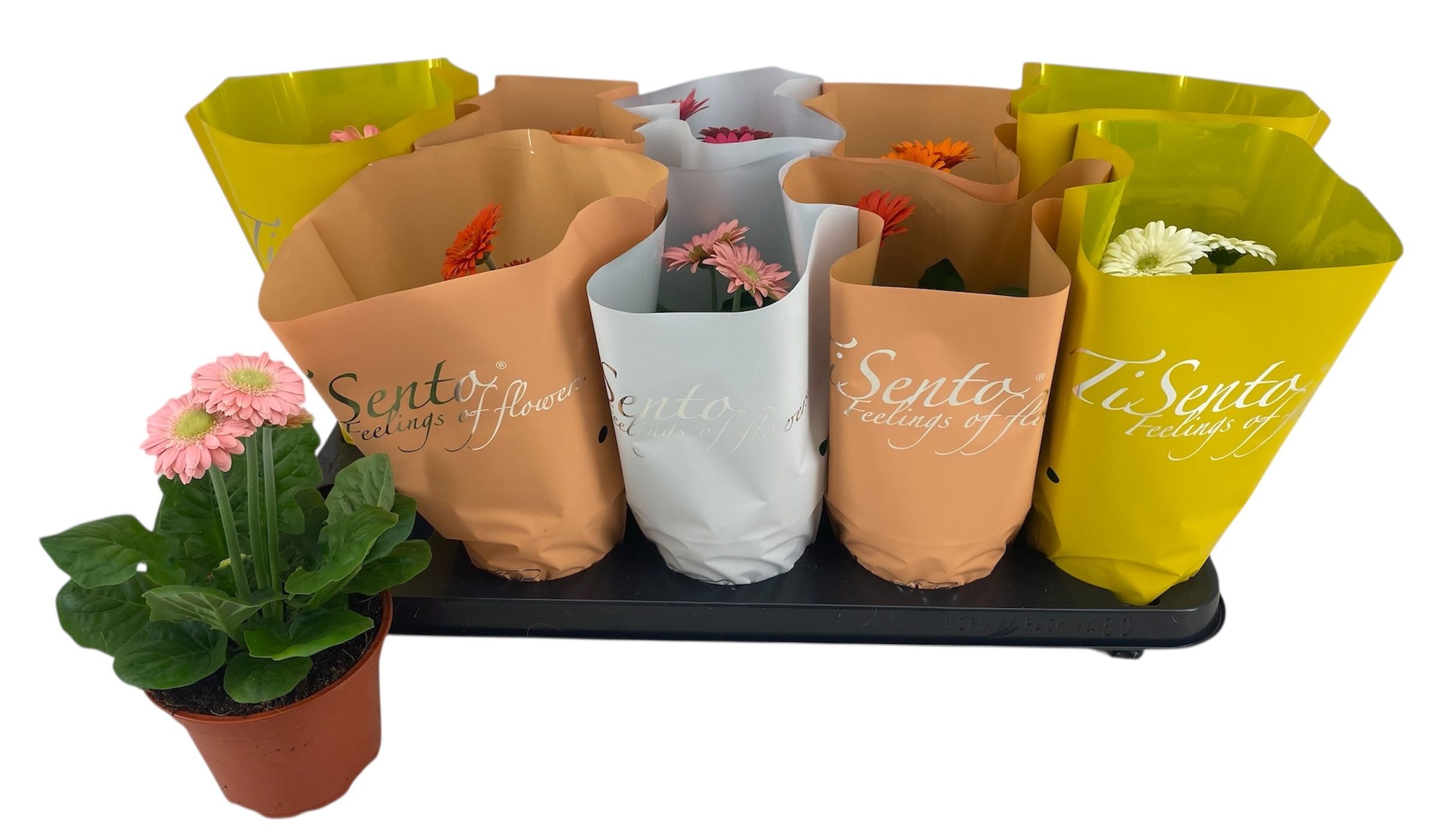 Горшечные цветы и растения оптом Ger Gem от 10шт (для телеги) из Голландии с доставкой по России