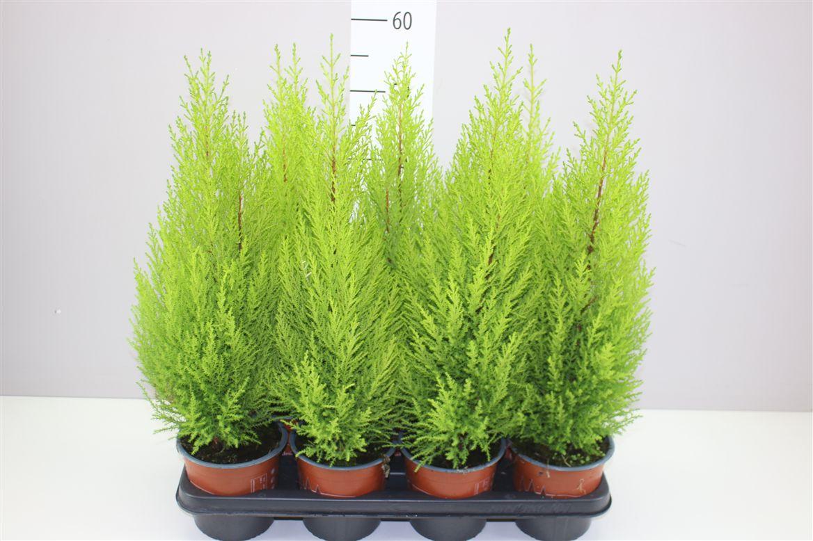 Горшечные цветы и растения оптом Cupressus Wilma от 7шт из Голландии с доставкой по России