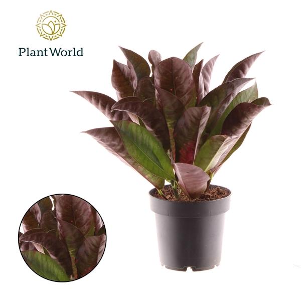 Горшечные цветы и растения оптом Croton Mrs. Iceton Kopstek 3-5pp от 10шт из Голландии с доставкой по России Горшечные цветы и растения оптом Croton Mrs. Iceton Kopstek 3-5pp от 10шт из Голландии с доставкой по России