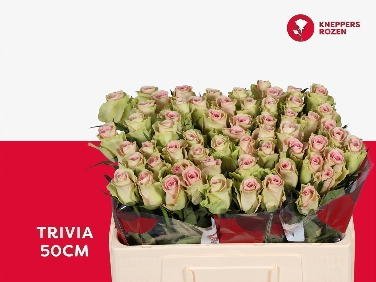 Срезанные цветы оптом Rosa large trivia от 60шт из Голландии с доставкой по России
