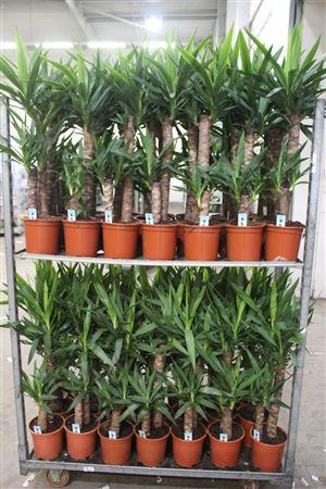 Горшечные цветы и растения оптом Yucca 60-30 Cm от 1шт из Голландии с доставкой по России