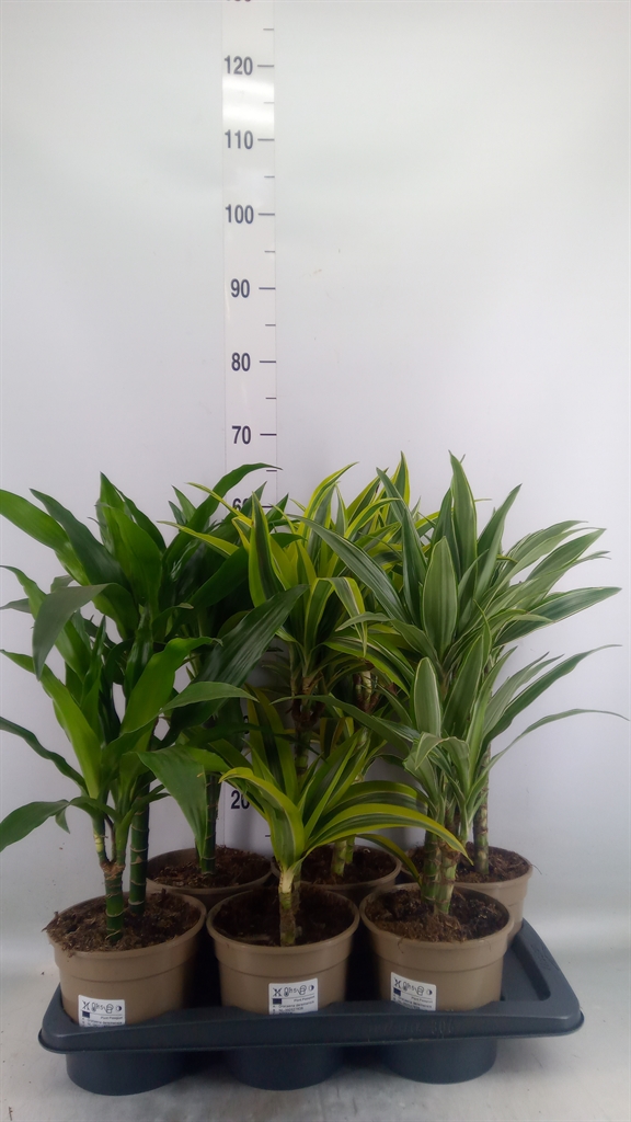 Горшечные цветы и растения оптом Dracaena Fr De   ...mix от 6шт из Голландии с доставкой по России