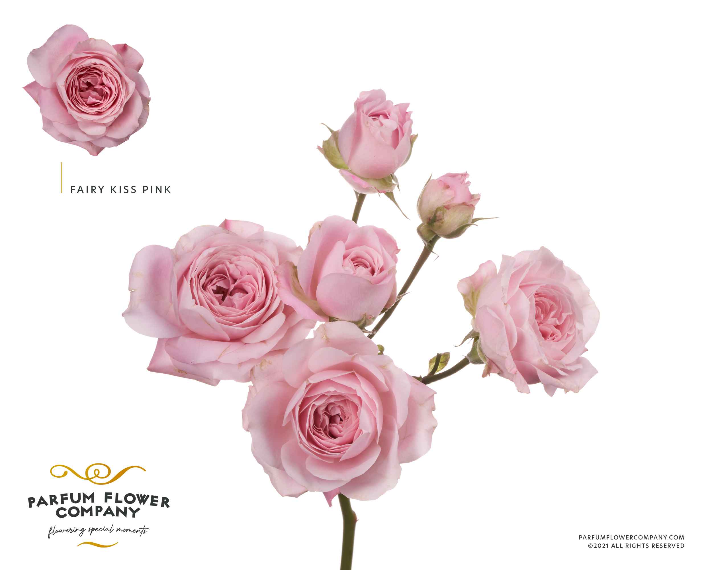 Срезанные цветы оптом Rosa sp garden princess fairy pink от 12шт из Голландии с доставкой по России