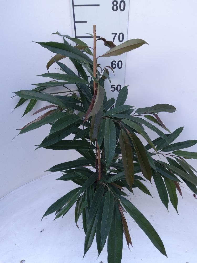 Горшечные цветы и растения оптом Fic Bin Amstel King от 6шт из Голландии с доставкой по России