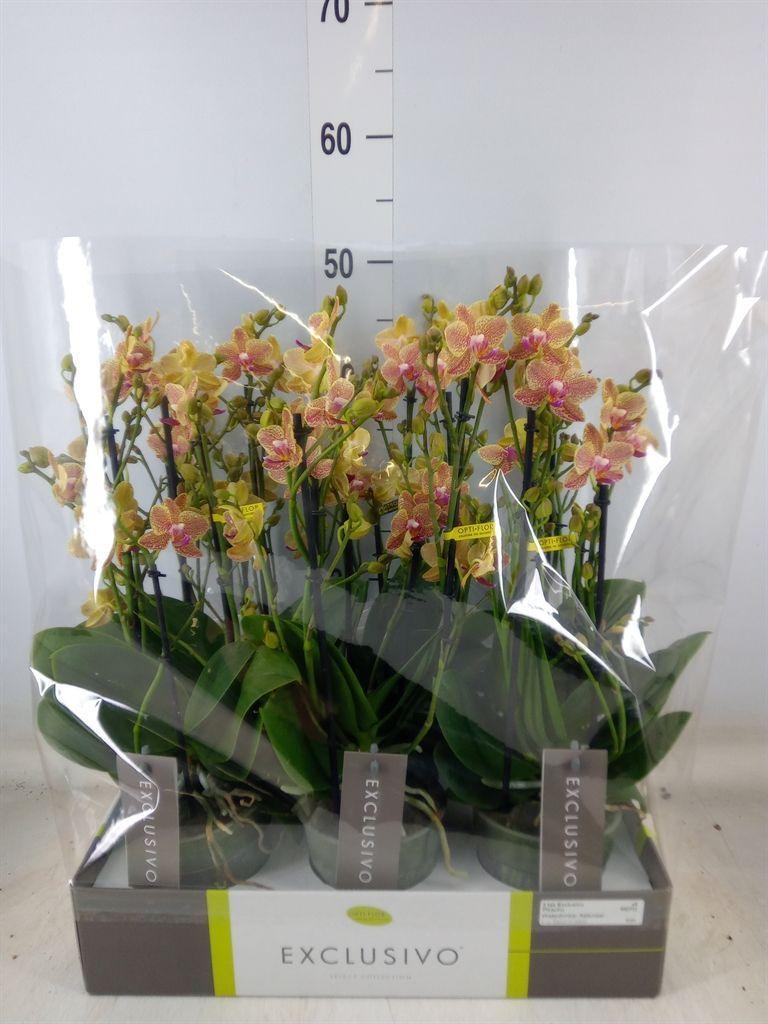 Горшечные цветы и растения оптом Phal Aromio Spicy 2 Spike от 6шт из Голландии с доставкой по России