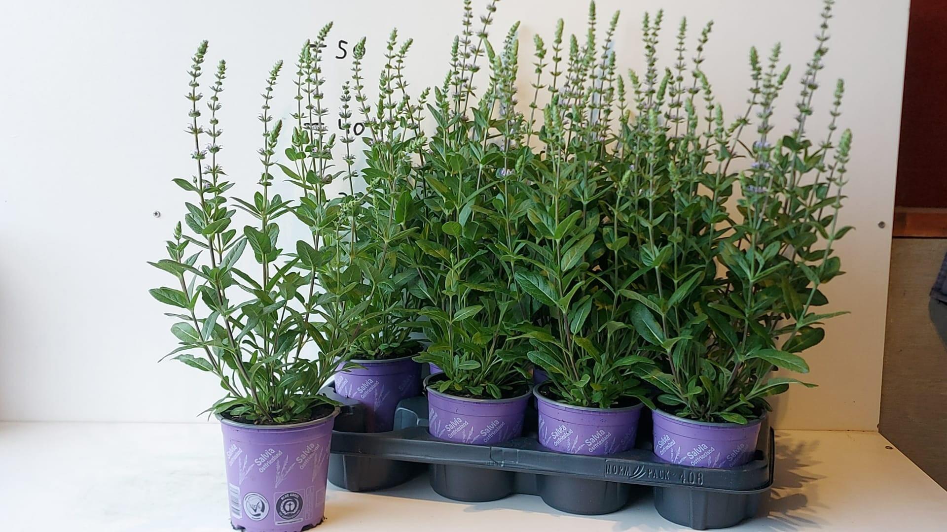 Горшечные цветы и растения оптом Salvia Ne Ostfriesl от 8шт из Голландии с доставкой по России Горшечные цветы и растения оптом Salvia Ne Ostfriesl от 8шт из Голландии с доставкой по России