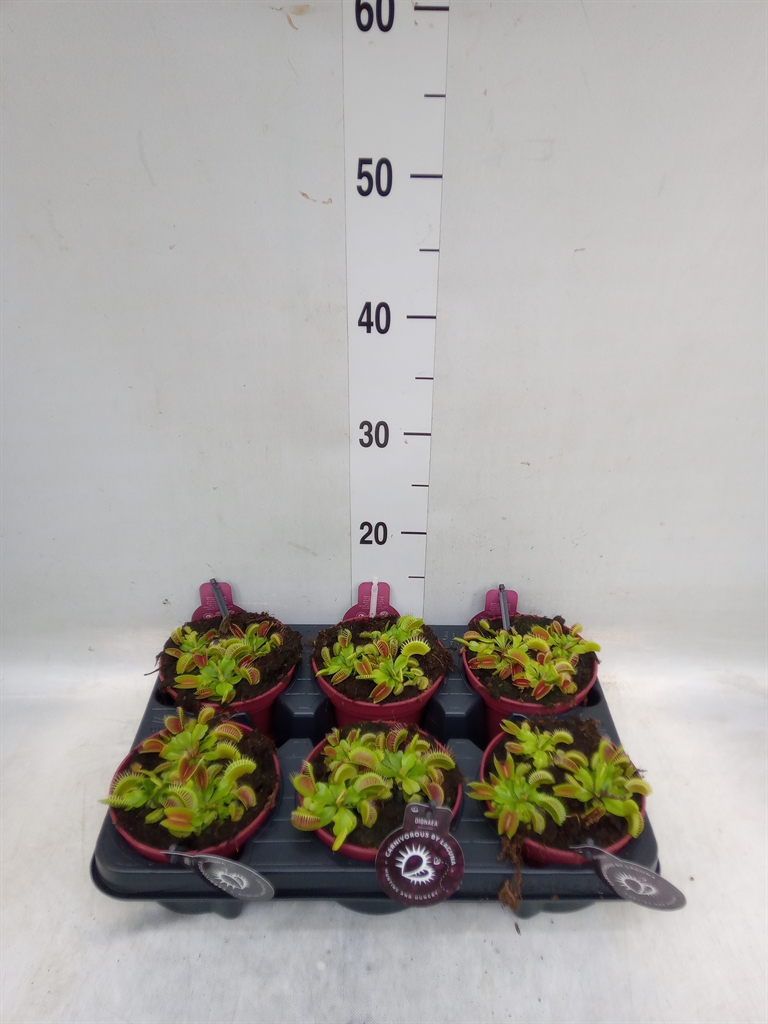 Горшечные цветы и растения оптом Dionaea Muscipula от 6шт из Голландии с доставкой по России