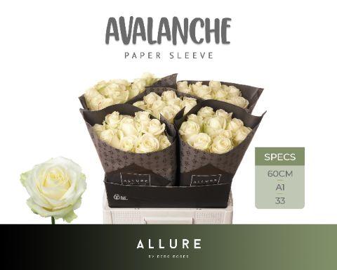 Срезанные цветы оптом Rosa large avalanche+ Allure от 50шт из Голландии с доставкой по России