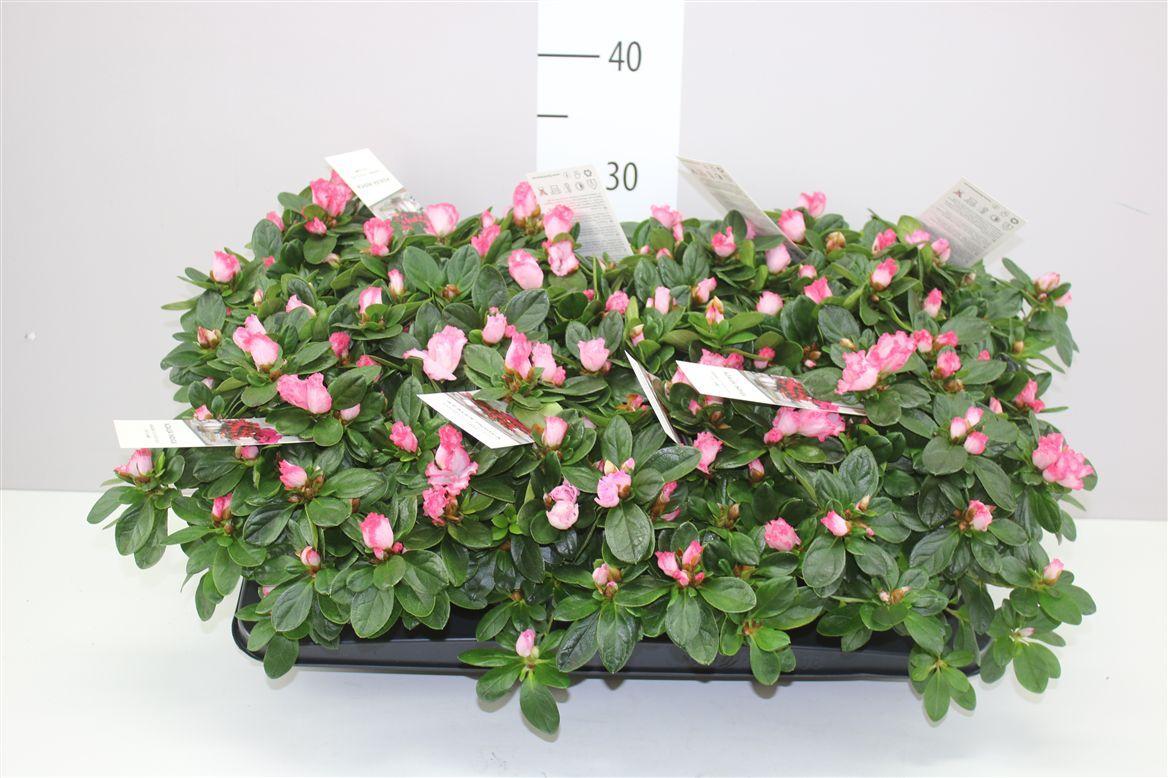 Горшечные цветы и растения оптом Rhododendron Si Hulsten от 8шт из Голландии с доставкой по России