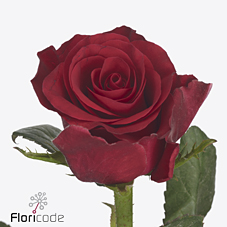 Срезанные цветы оптом Rosa large red tacazzi от 60шт из Голландии с доставкой по России