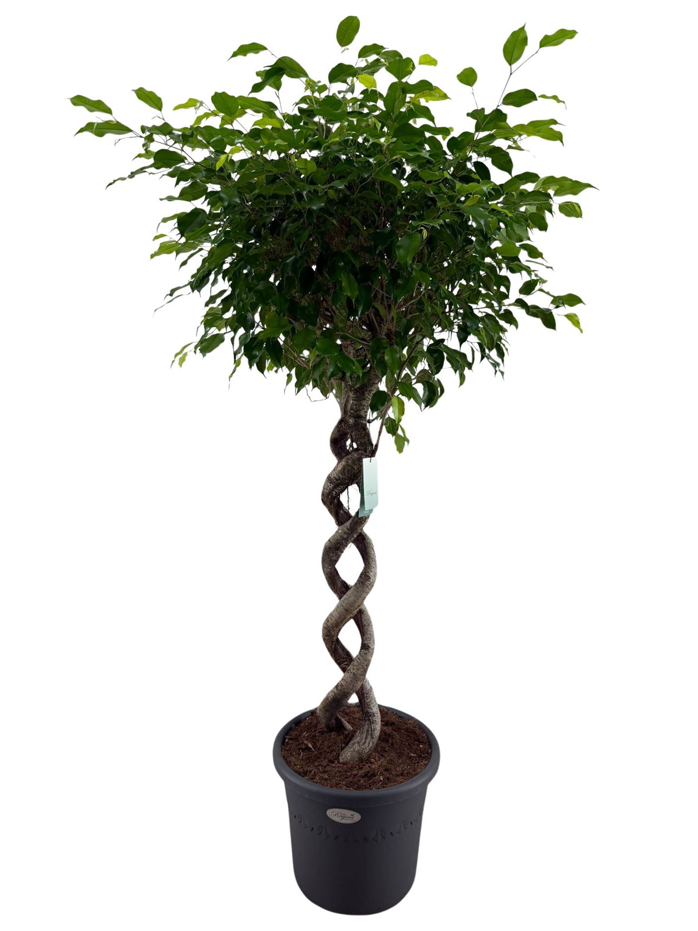 Горшечные цветы и растения оптом Ficus Benja.   ... от 1шт из Голландии с доставкой по России